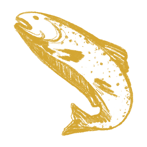 12190_tomdoun_illu_salmon 2 copy