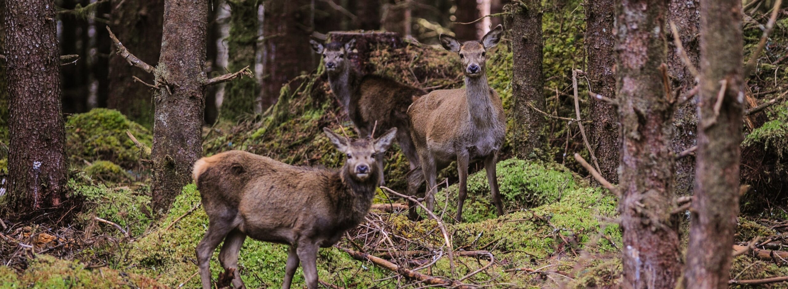 portcollect_17-5781_246v2-1-1024x507 12-min